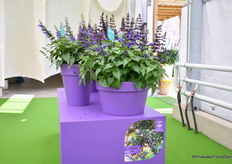 Salvia Salgoon serie, vier nieuwe kleuren. Eén daarvan (op de foto) is Lake Blueberry. De variëteiten zijn compacter, rijker bloeiend en de Lake Blueberry heeft een intensieve blauwe kleur.